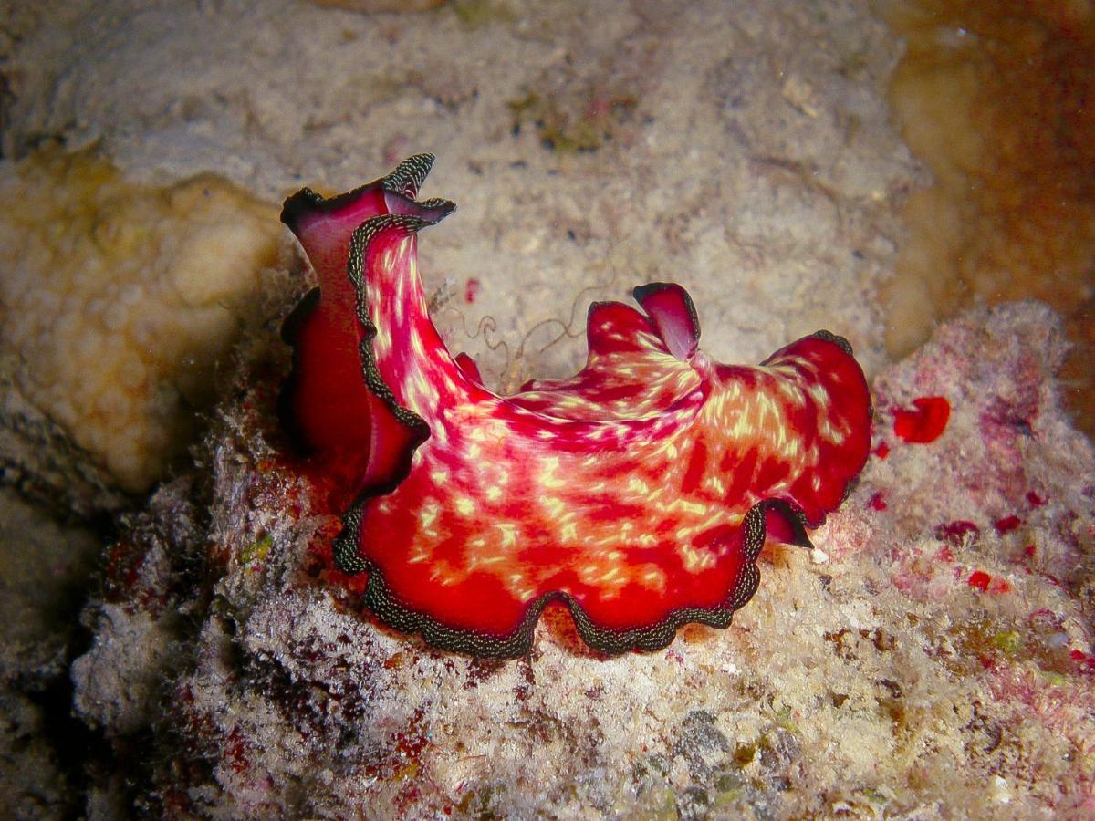 Borneo Divers Mabul Resort Mabul Island Экстерьер фото